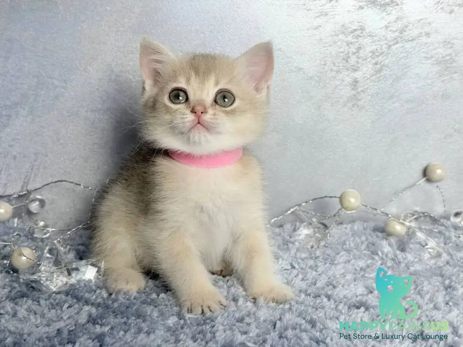 Elmira Scottish Straight female blue golden shaded - live animals