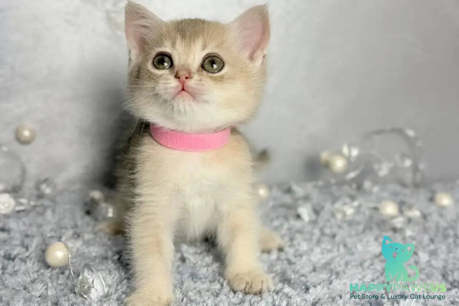 Elmira Scottish Straight female blue golden shaded - live animals