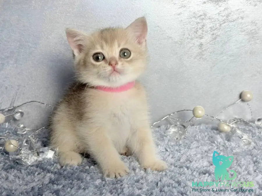 Elmira Scottish Straight female blue golden shaded - live animals