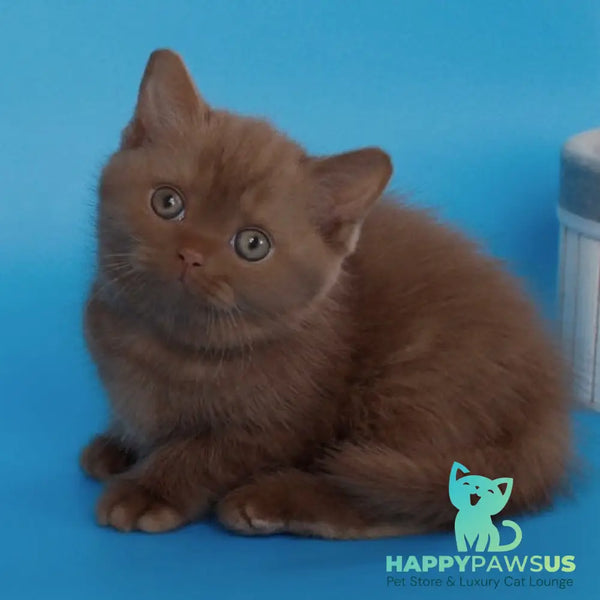 Elmira Scottish Straight female cinnamon - live animals