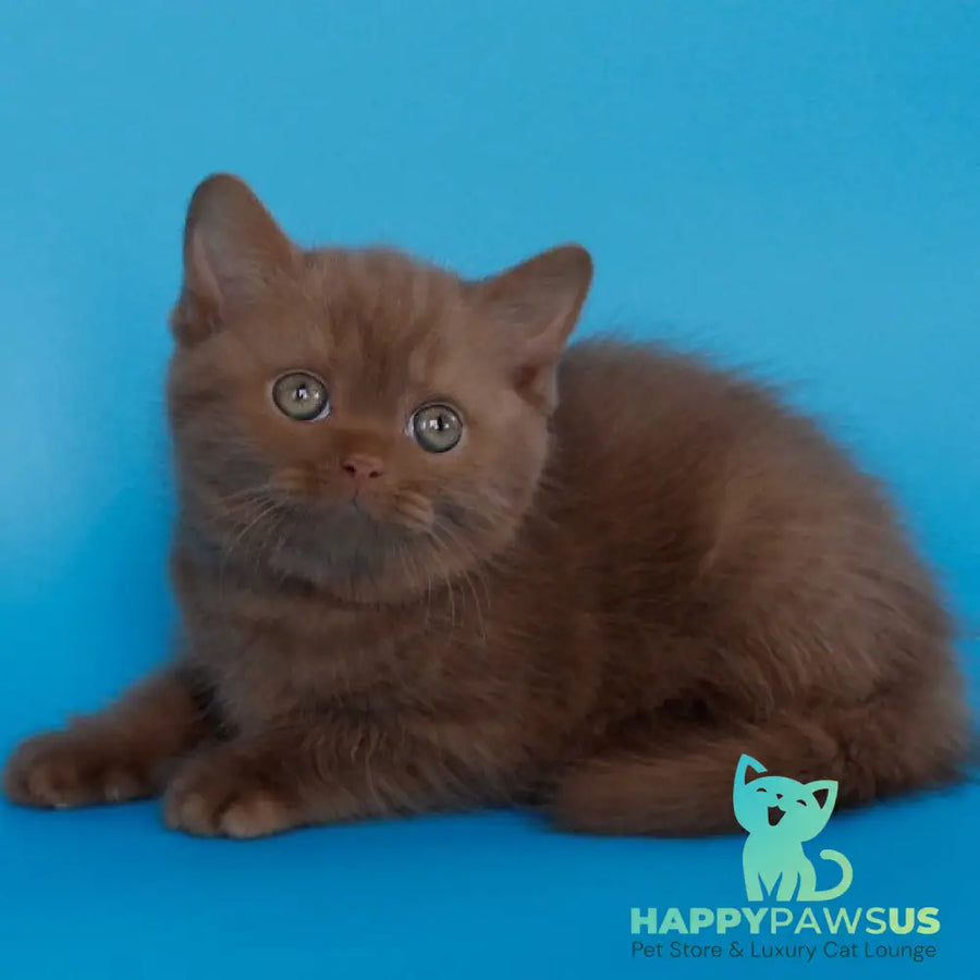 Elmira Scottish Straight female cinnamon - live animals