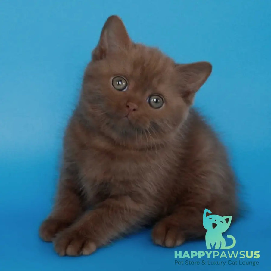 Elmira Scottish Straight female cinnamon - live animals
