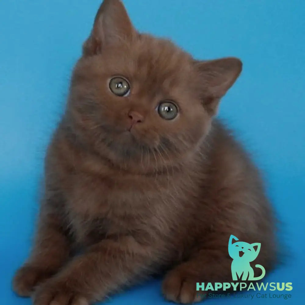 Elmira Scottish Straight female cinnamon - live animals