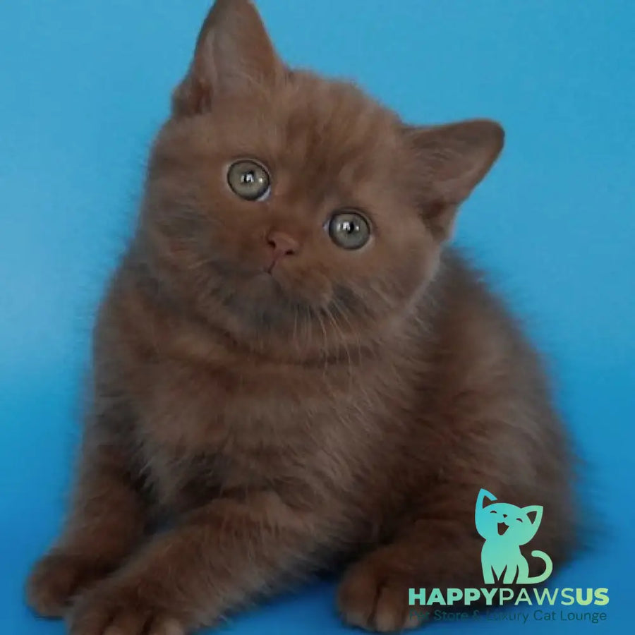 Elmira Scottish Straight female cinnamon - live animals
