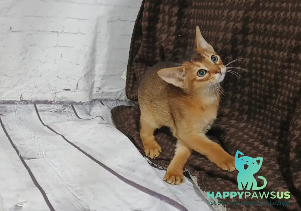 Eloise Abyssinian female black live animals