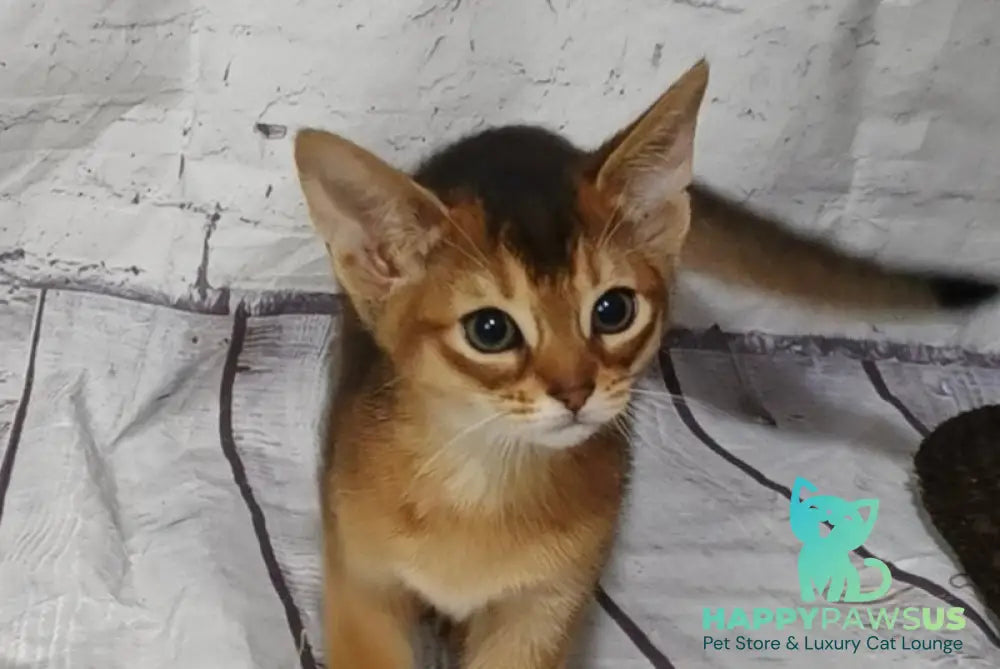 Eloise Abyssinian female black live animals