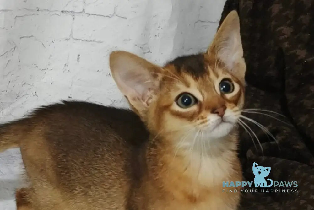 Eloise Abyssinian female black live animals