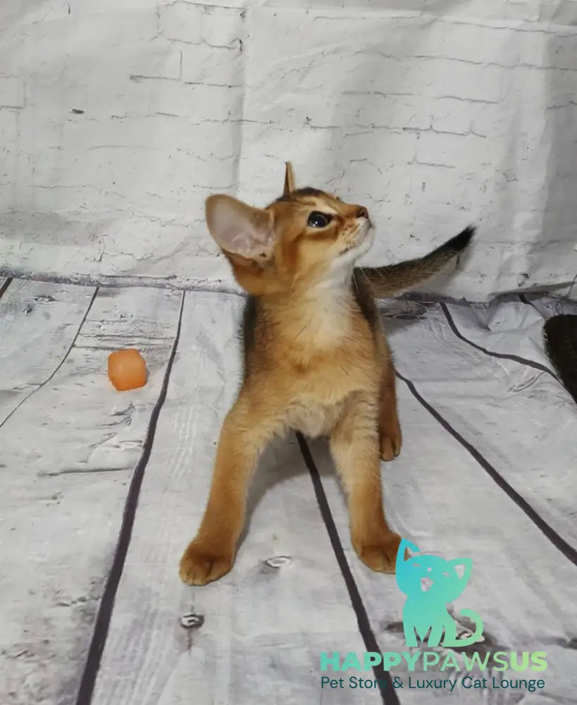 Eloise Abyssinian female black live animals