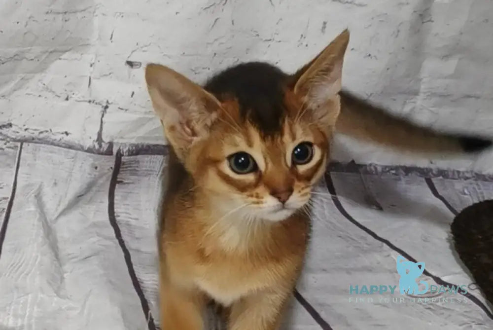 Eloise Abyssinian female black live animals