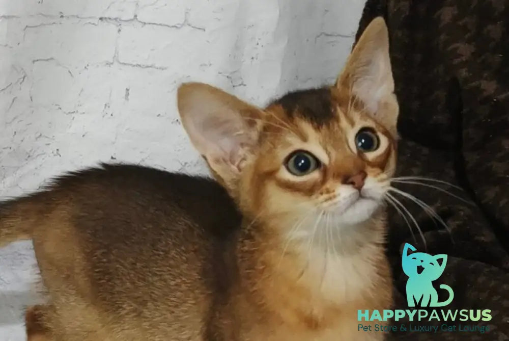 Eloise Abyssinian female black live animals