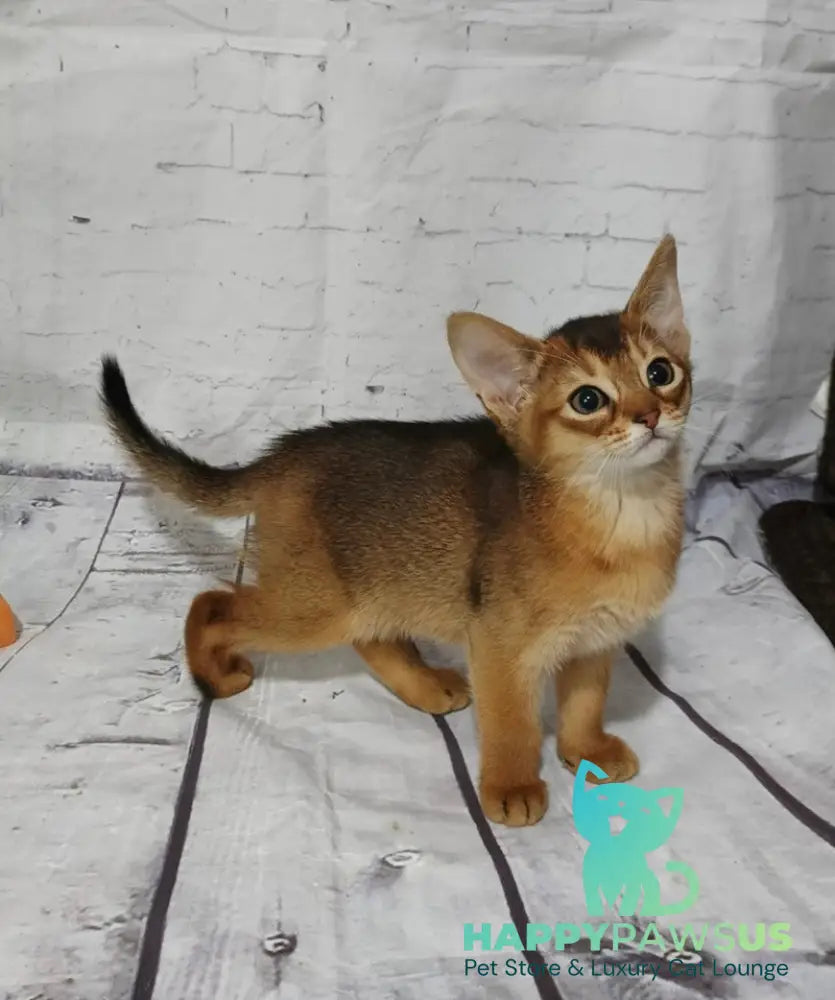 Eloise Abyssinian female black live animals