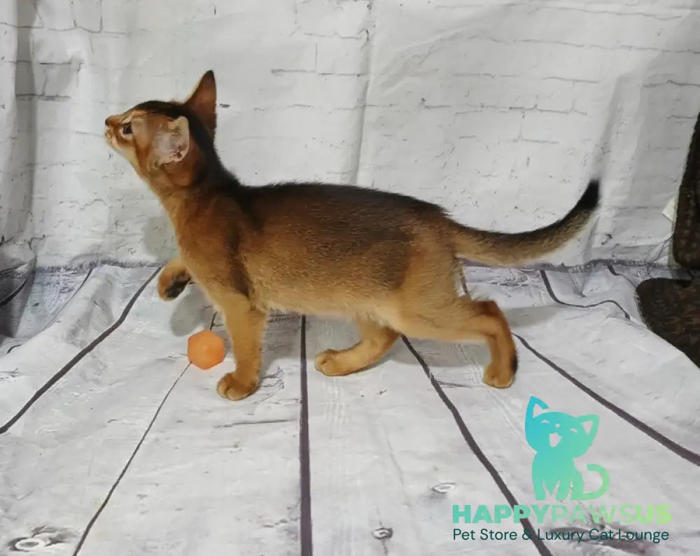 Eloise Abyssinian female black live animals