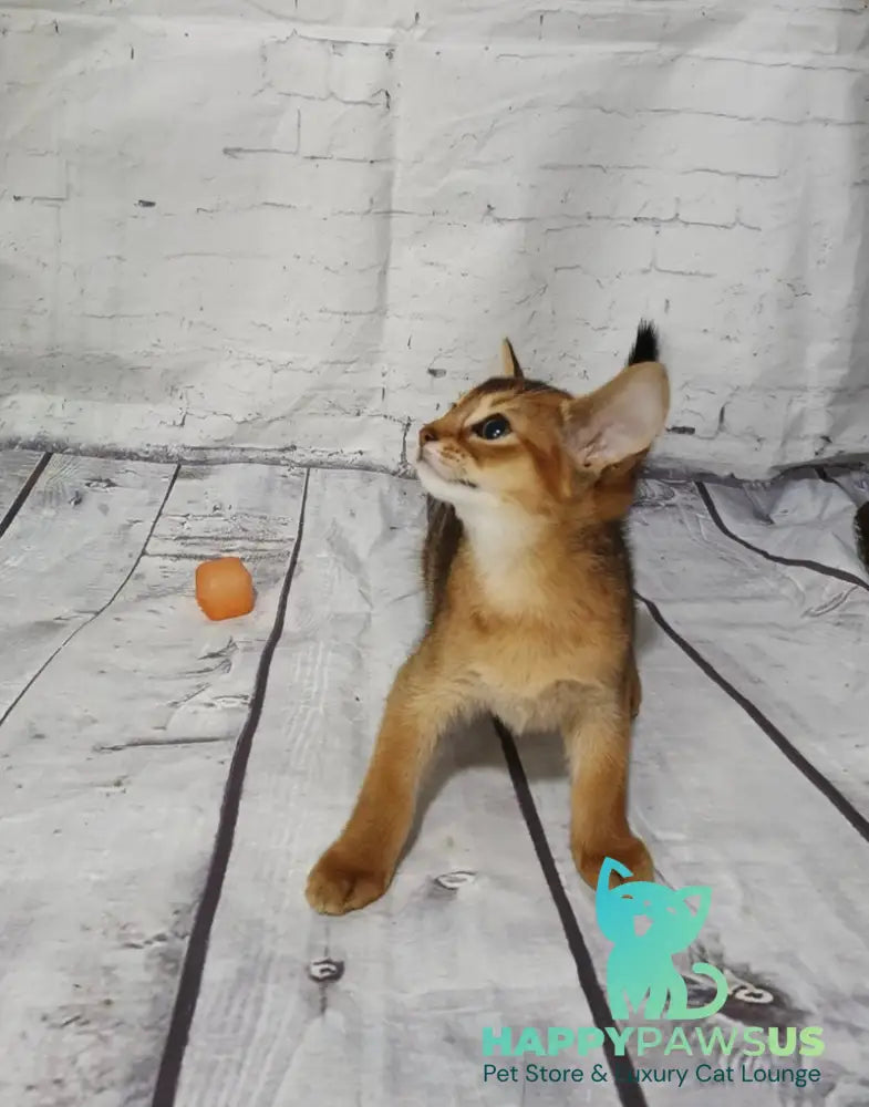 Eloise Abyssinian female black live animals