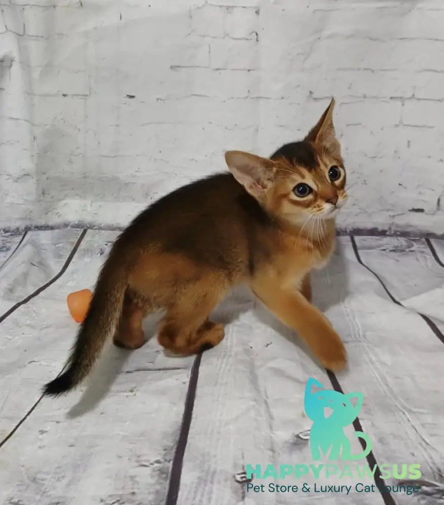 Eloise Abyssinian female black live animals