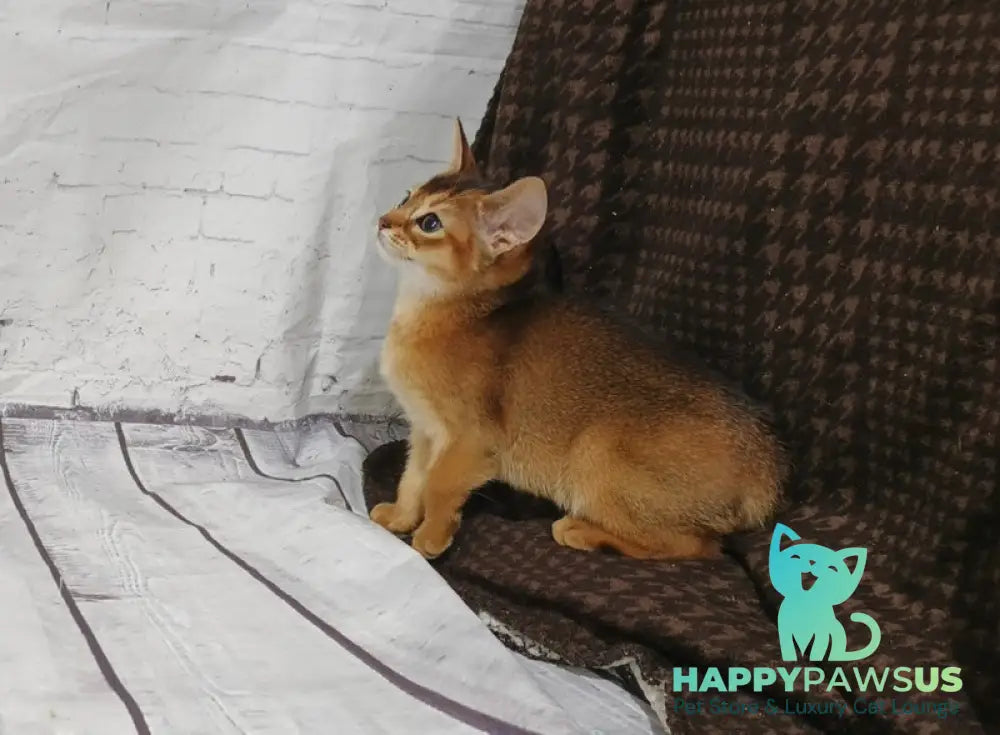Eloise Abyssinian female black live animals