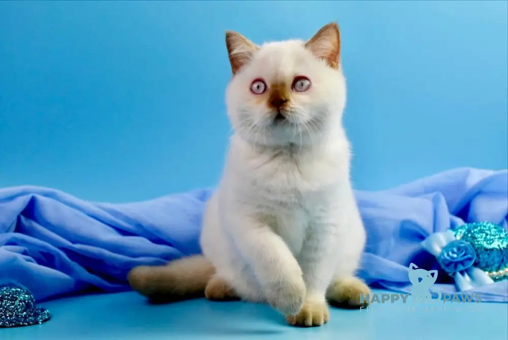 Elf British Shorthair Male Cinnamon Pointed Live Animals