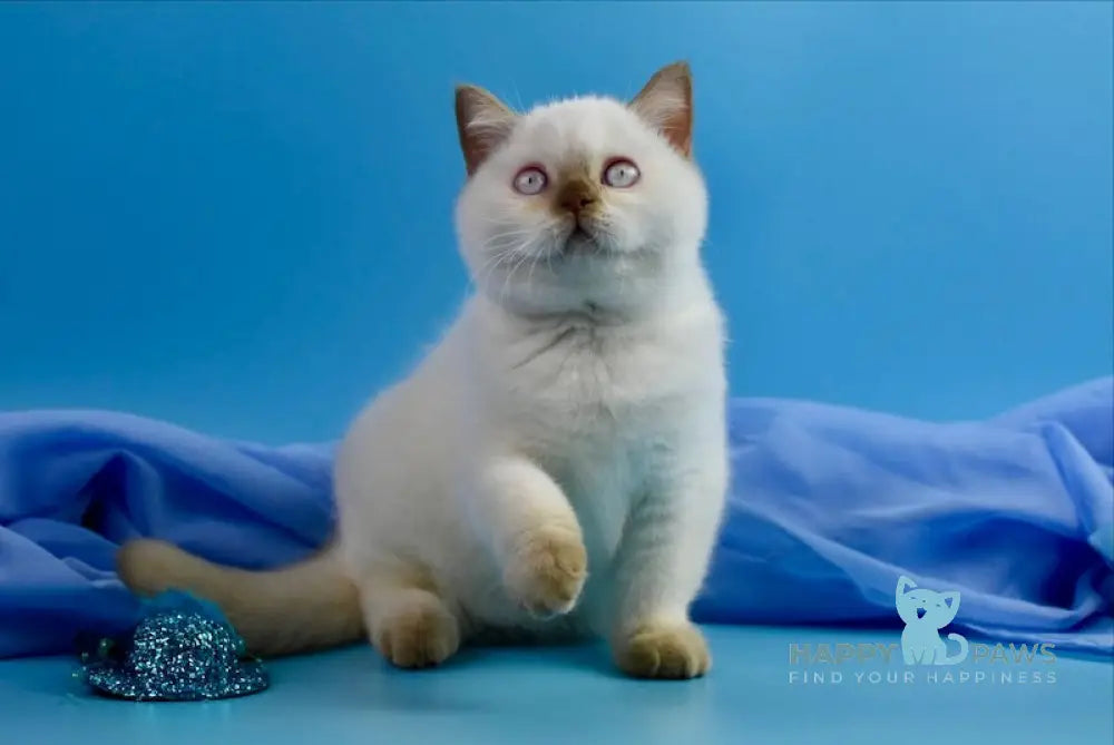Elf British Shorthair Male Cinnamon Pointed Live Animals