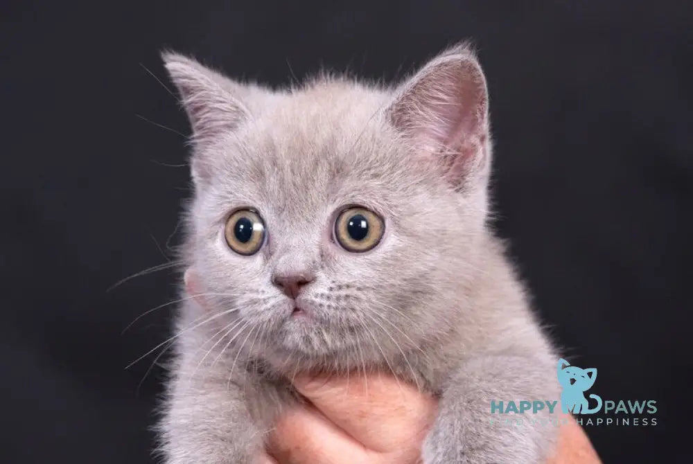 Elfi Scottish Straight female lilac live animals