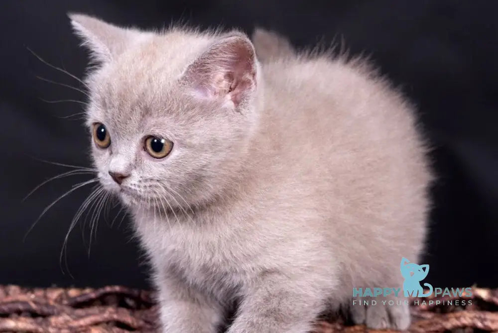 Elfi Scottish Straight female lilac live animals