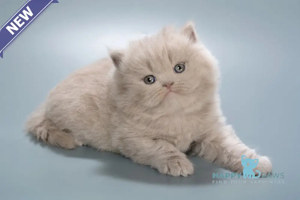 Elrond British Longhair male lilac live animals