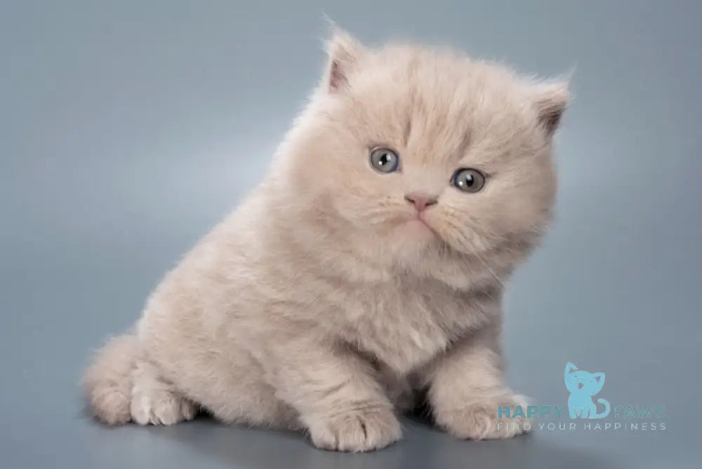 Elrond British Longhair male lilac live animals