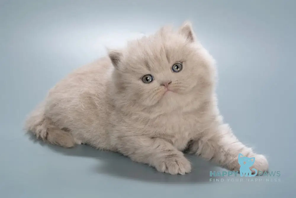 Elrond British Longhair male lilac live animals