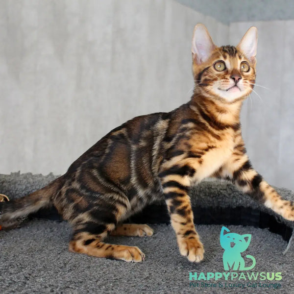 Elsa Bengal female black spotted tabby - live animals