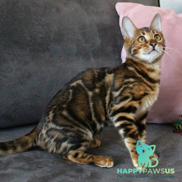Elsa Bengal female black spotted tabby - live animals