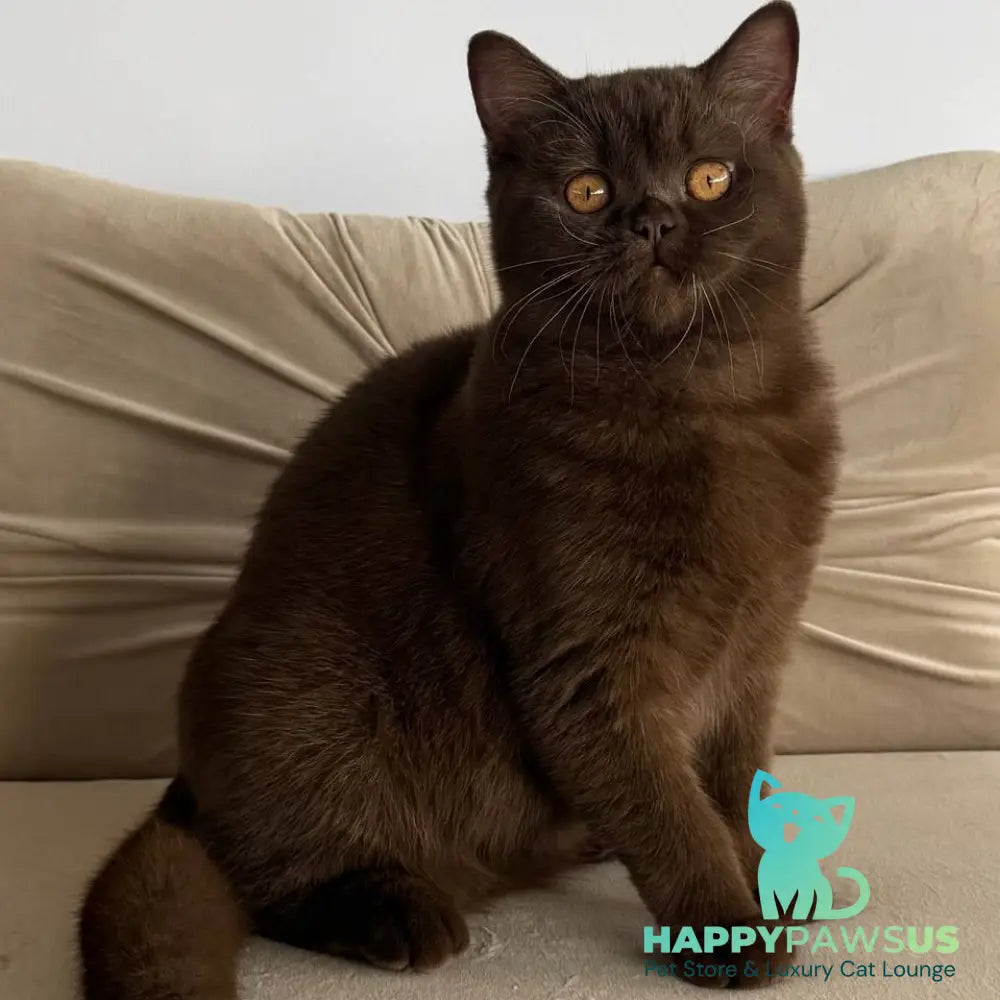 Elsa British Shorthair female chocolate - live animals