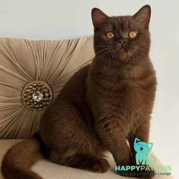 Elsa British Shorthair female chocolate - live animals