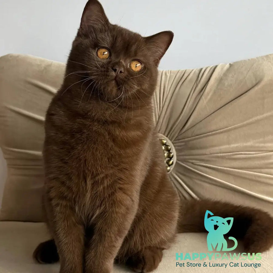 Elsa British Shorthair female chocolate - live animals