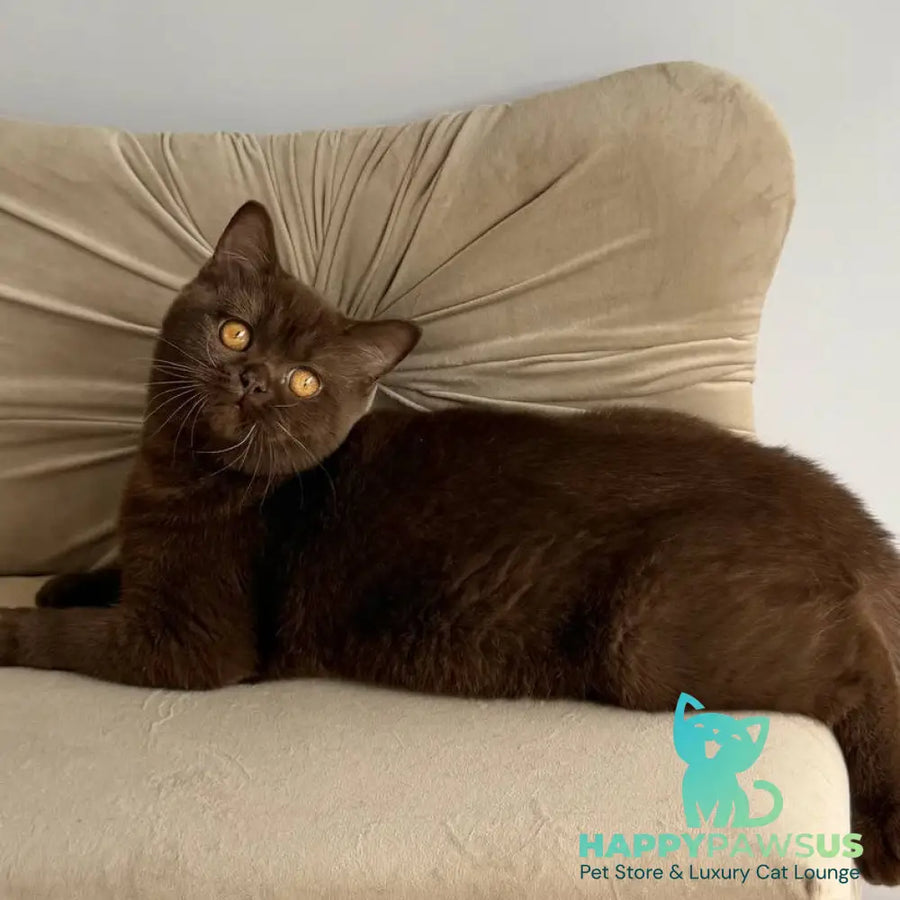 Elsa British Shorthair female chocolate - live animals