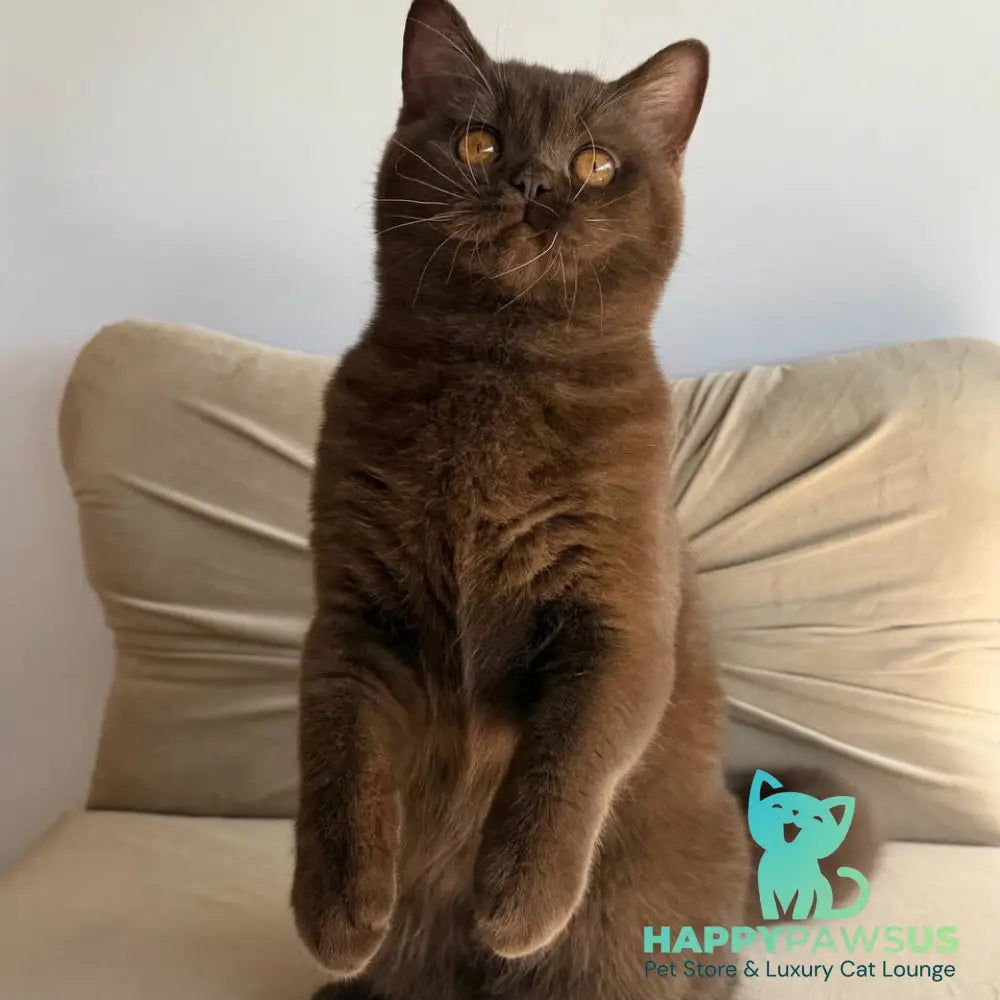 Elsa British Shorthair female chocolate - live animals