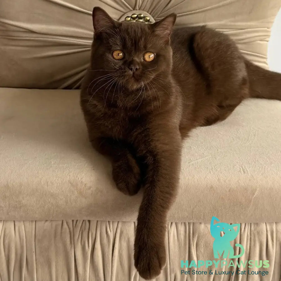 Elsa British Shorthair female chocolate - live animals