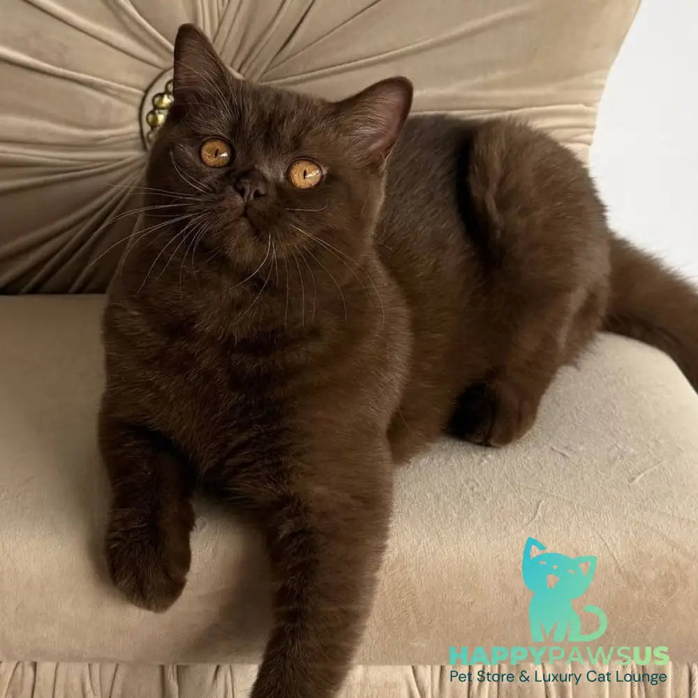 Elsa British Shorthair female chocolate - live animals