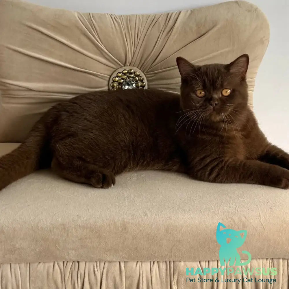 Elsa British Shorthair female chocolate - live animals