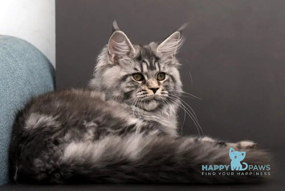Elsa Maine Coon female black silver tabby live animals