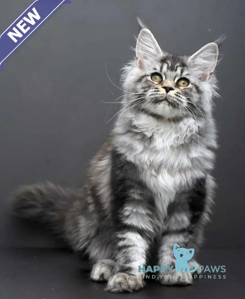 Elsa Maine Coon female black silver tabby live animals