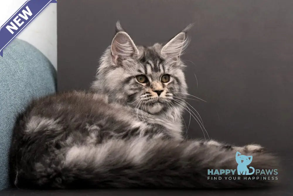 Elsa Maine Coon female black silver tabby live animals