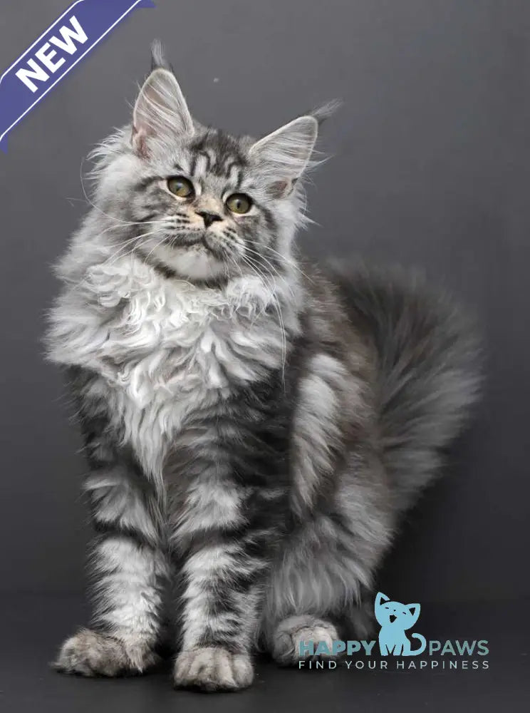 Elsa Maine Coon female black silver tabby live animals