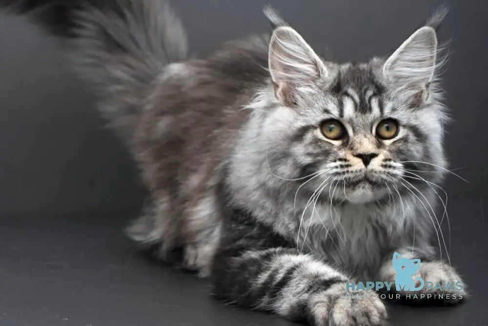 Elsa Maine Coon female black silver tabby live animals