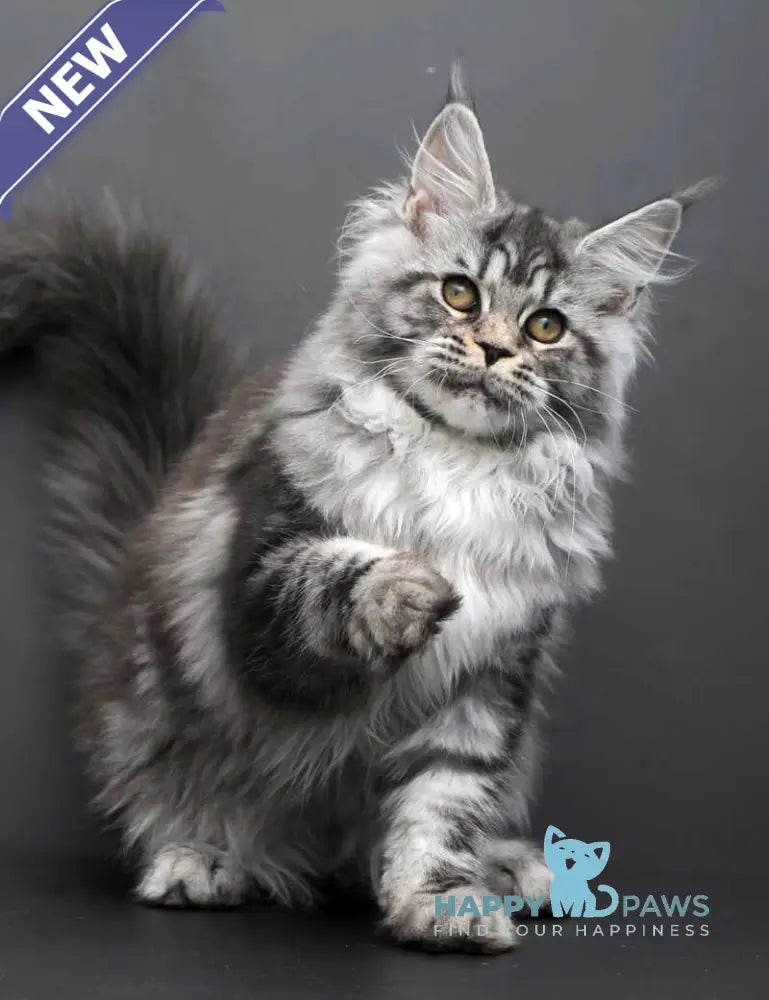 Elsa Maine Coon female black silver tabby live animals