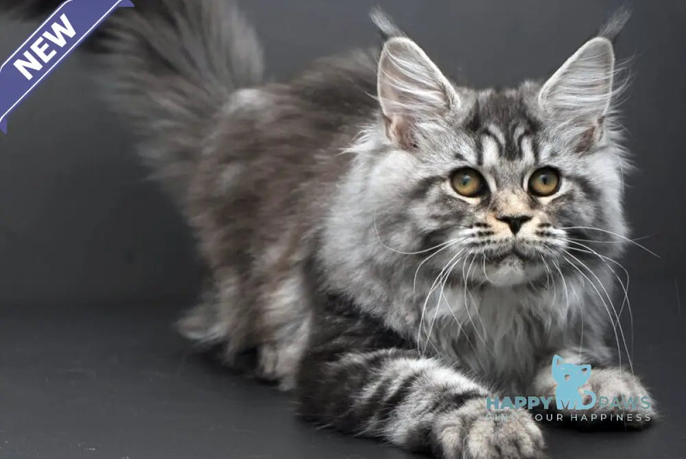 Elsa Maine Coon female black silver tabby live animals
