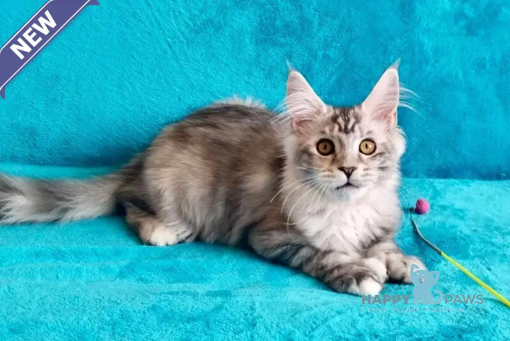 Elsa Maine Coon female black tortie silver tabby live animals