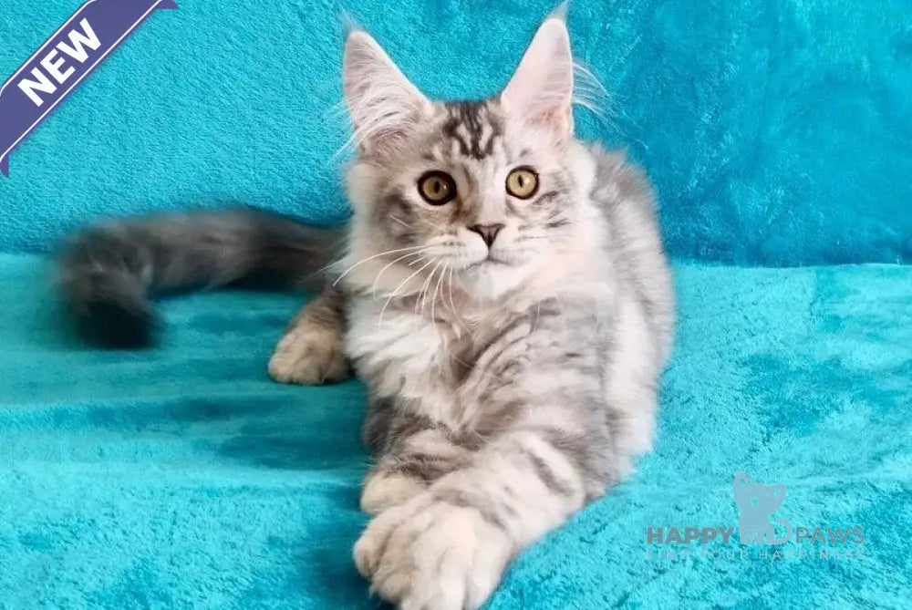 Elsa Maine Coon female black tortie silver tabby live animals