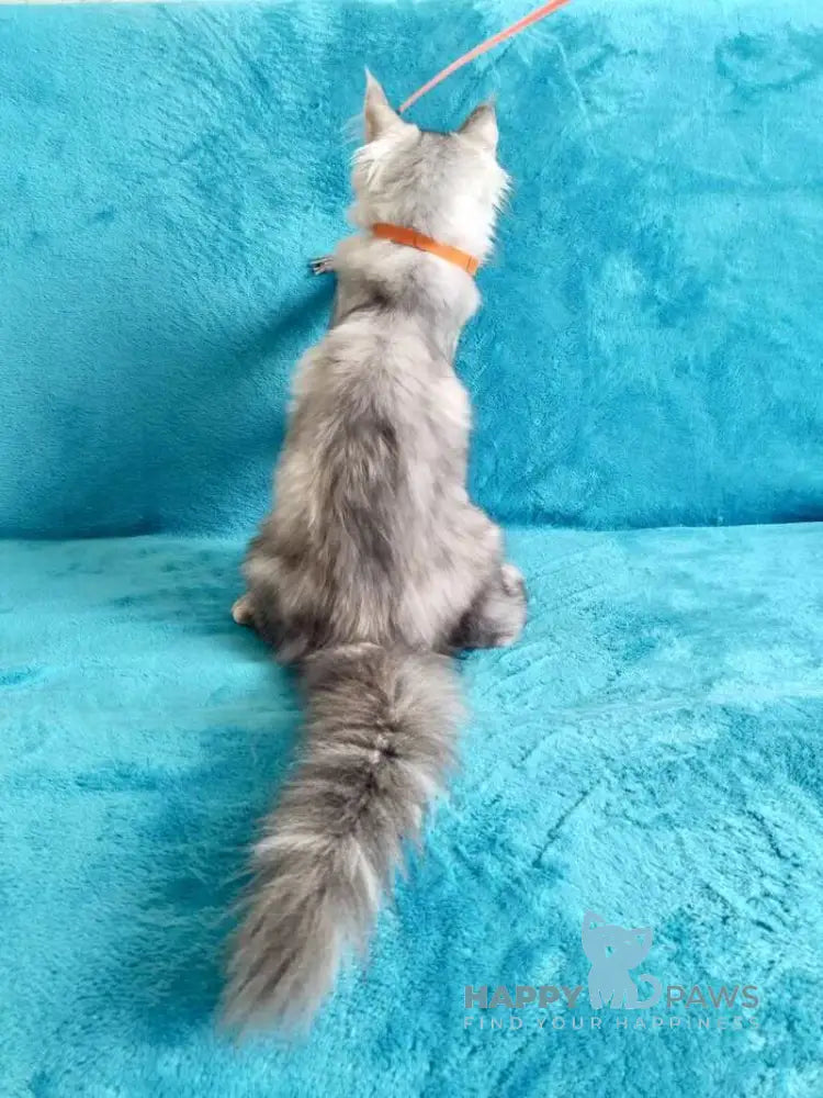 Elsa Maine Coon female black tortie silver tabby live animals