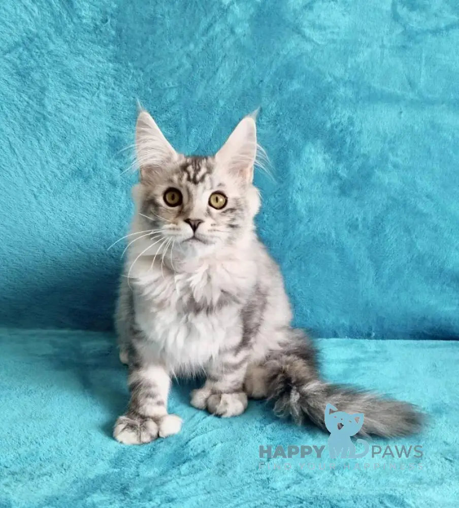 Elsa Maine Coon female black tortie silver tabby live animals