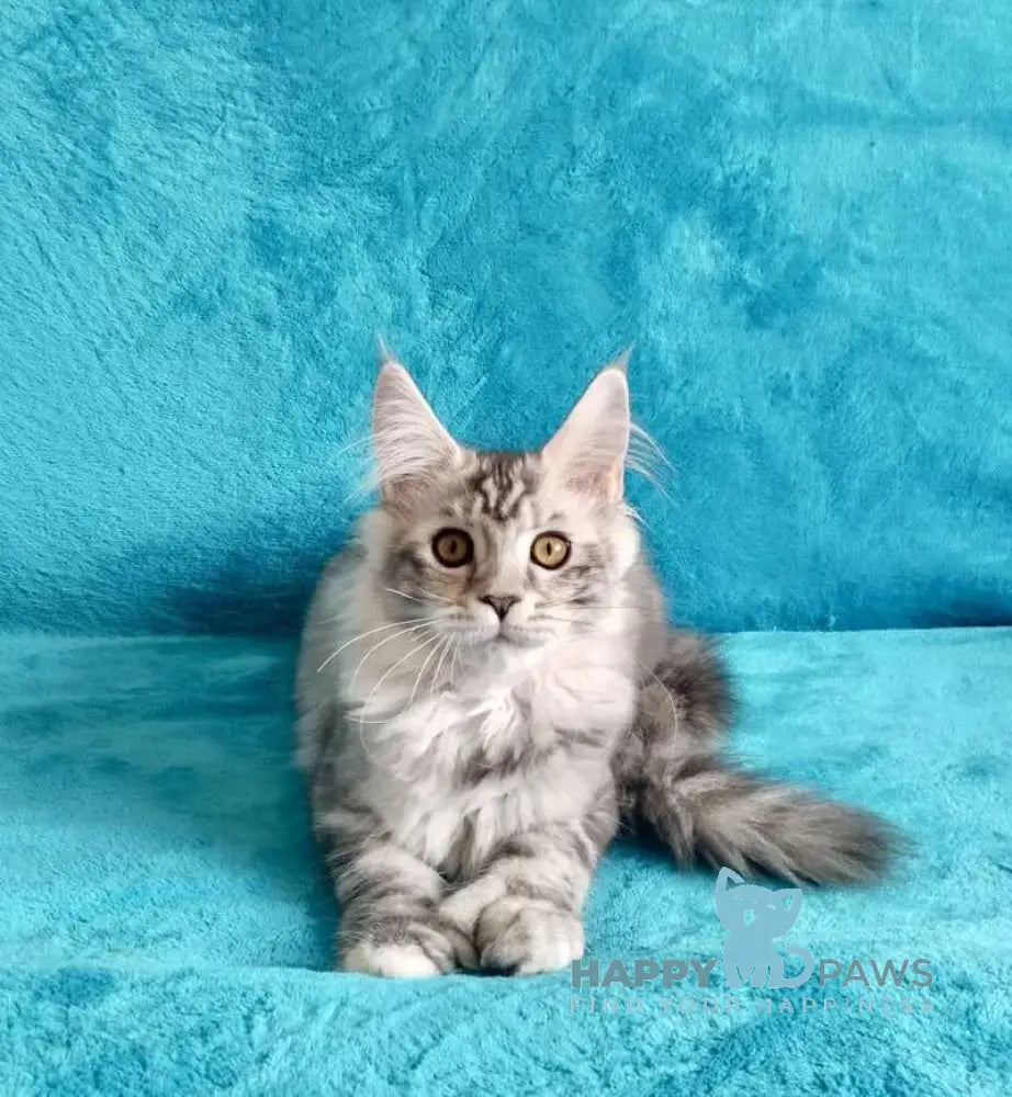 Elsa Maine Coon female black tortie silver tabby live animals