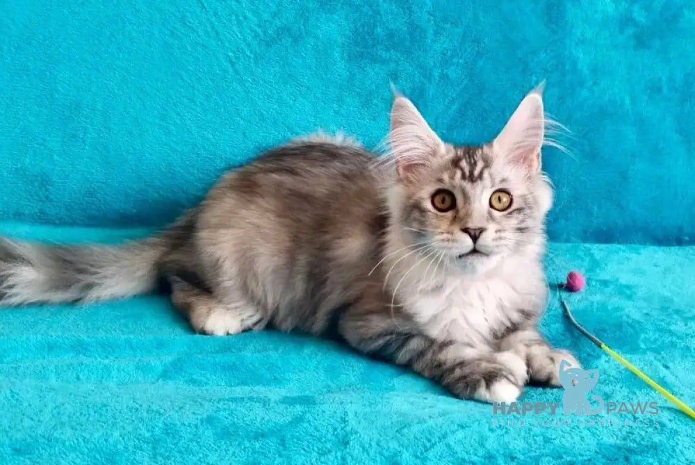 Elsa Maine Coon female black tortie silver tabby live animals