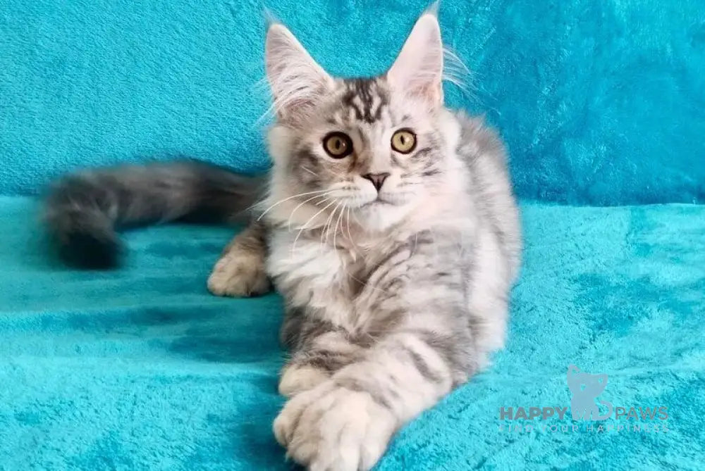 Elsa Maine Coon female black tortie silver tabby live animals